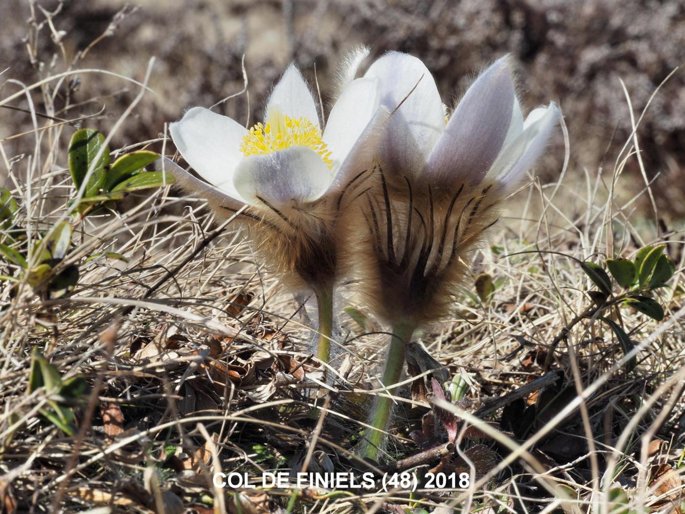 Pasque flower, Pale flower